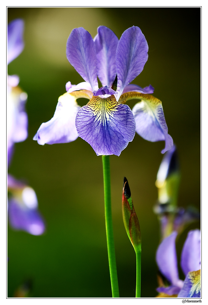 Fleurs02