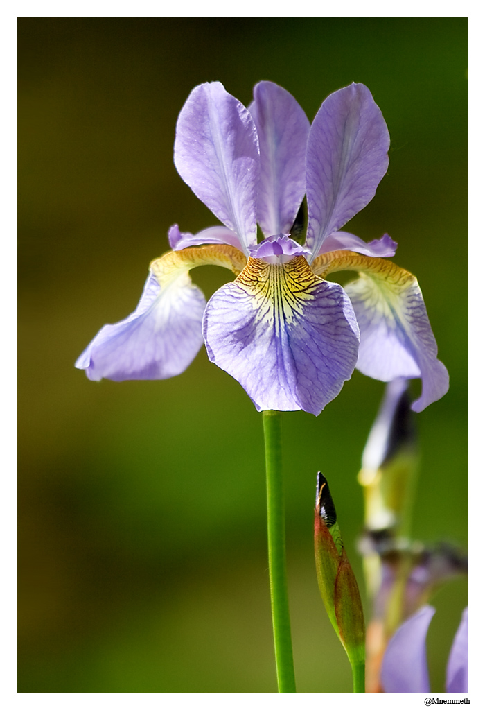 Fleurs03