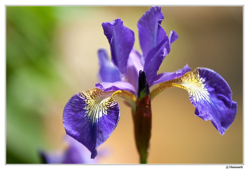 Fleurs04