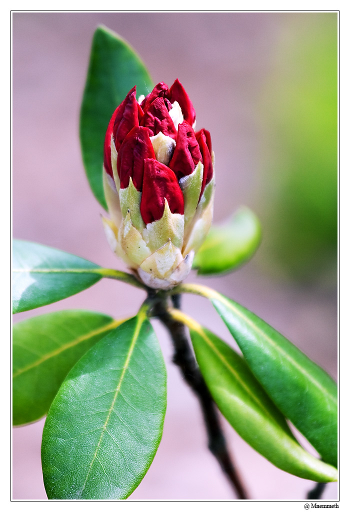 Fleurs05