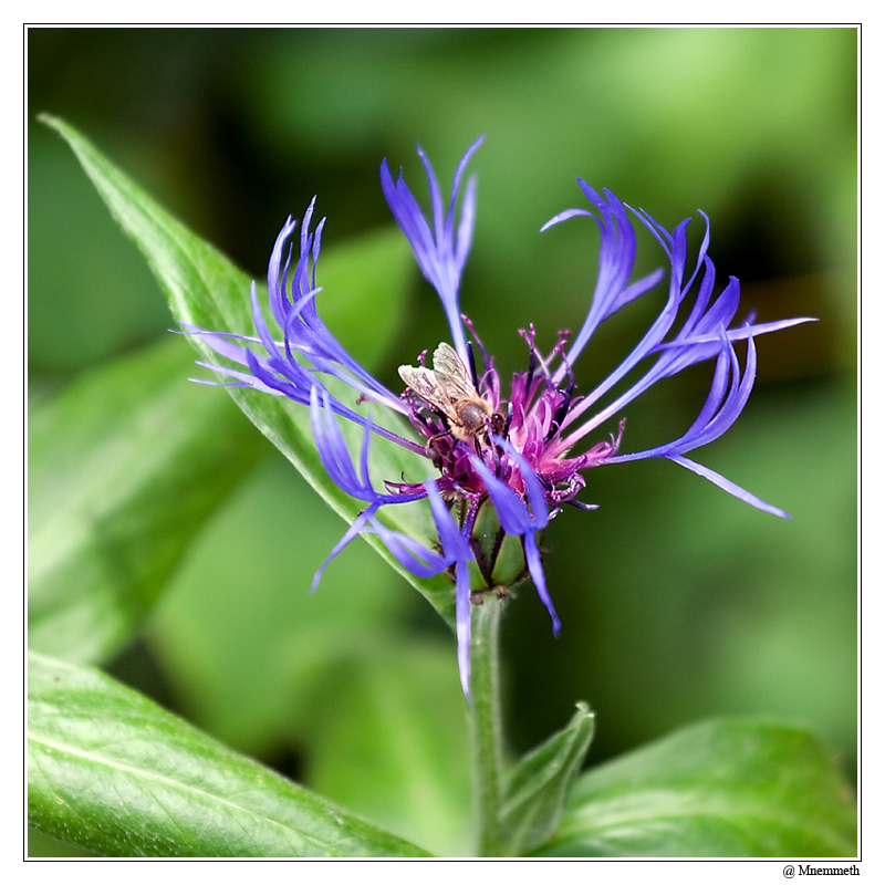 Fleurs06
