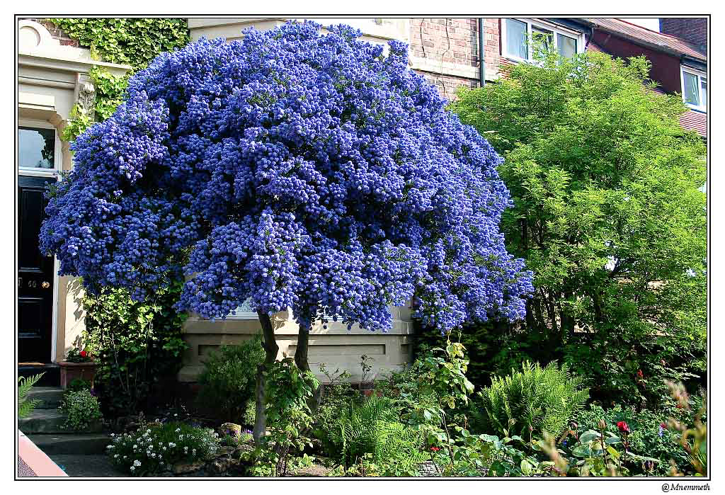 arbrebleu01