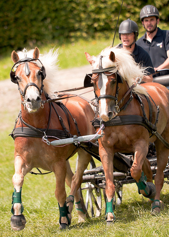 chevaux01
