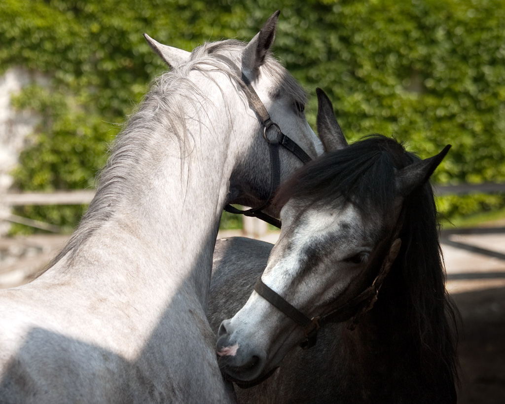 chevaux04