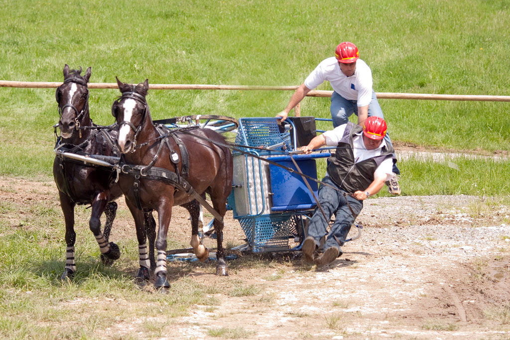 chevaux05