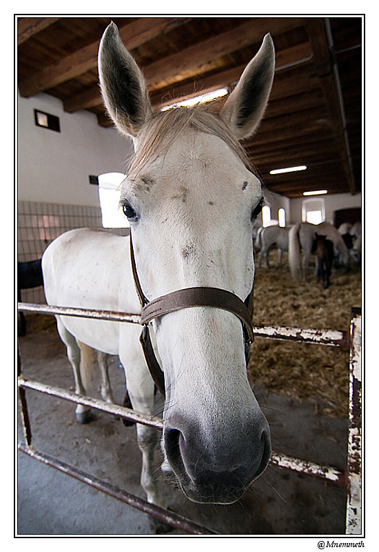 chevaux08-border800