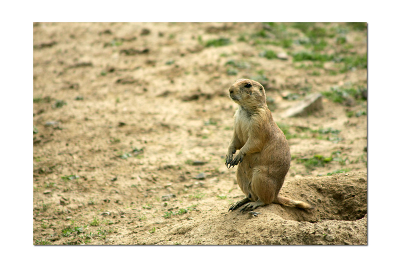 chien_de_prairie02