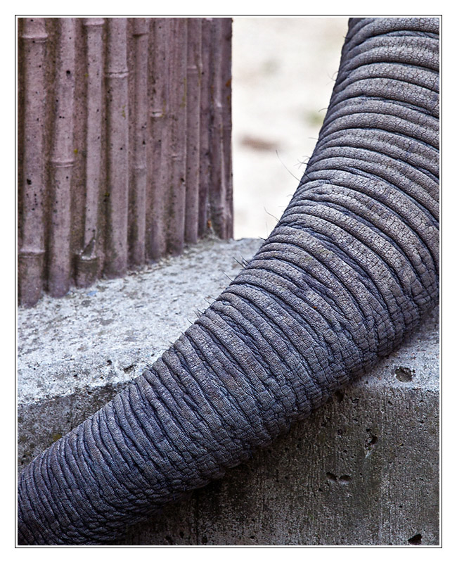 elephant01