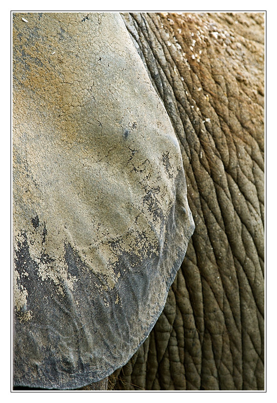 elephant02