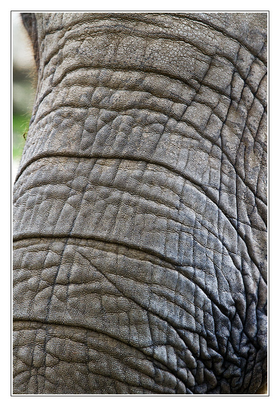 elephant03