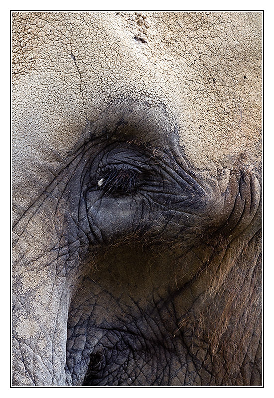elephant04
