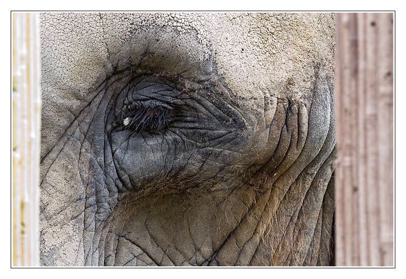elephant05