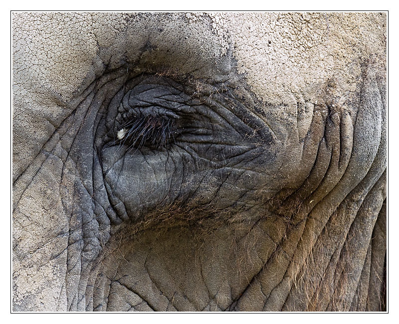 elephant06