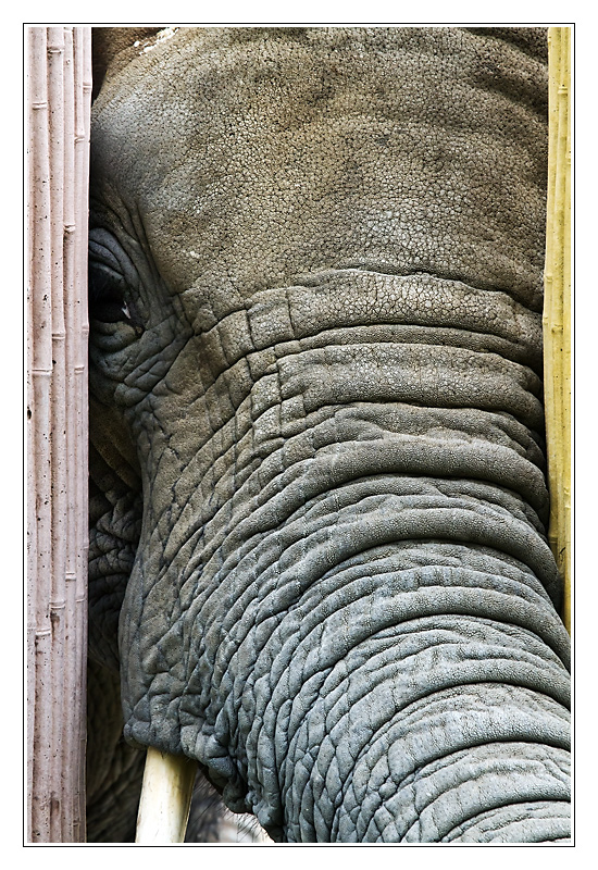 elephant07