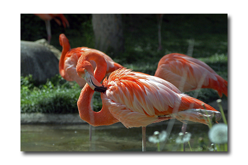 flamand