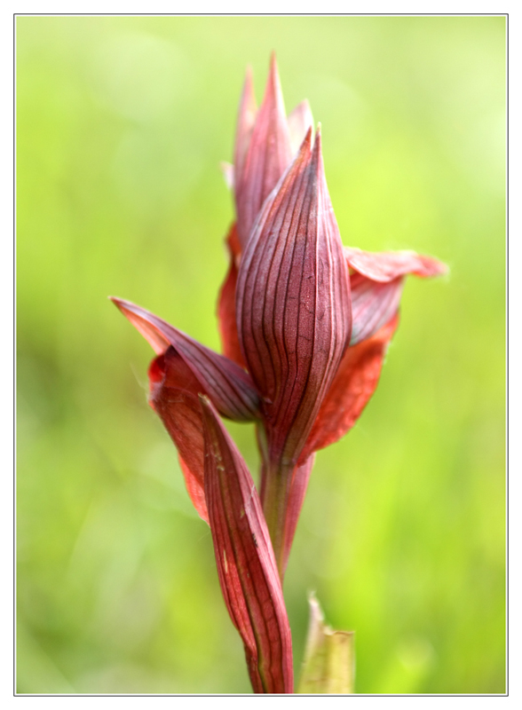 fleur