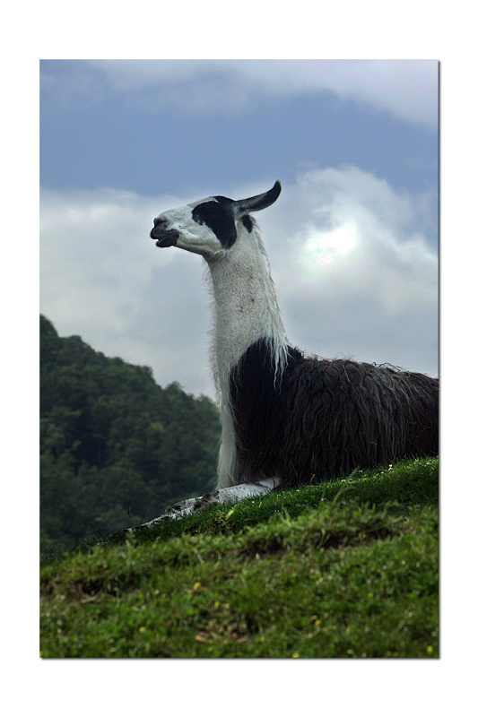 lama