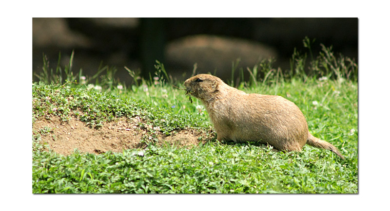 marmotte01