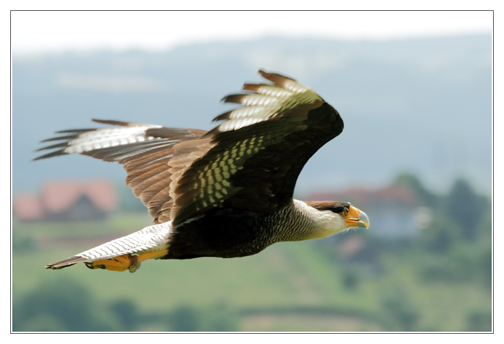 oiseau02