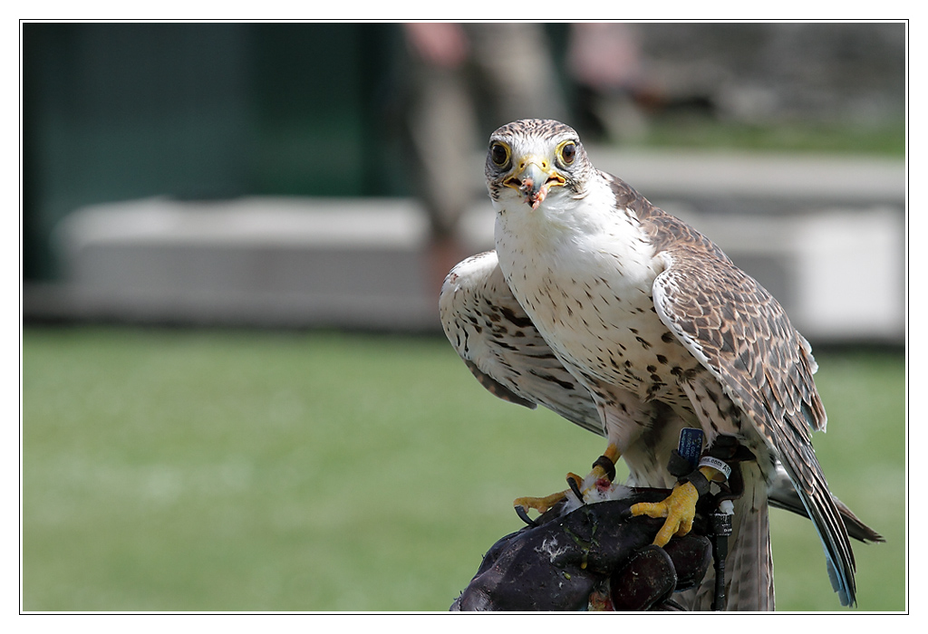 oiseau03