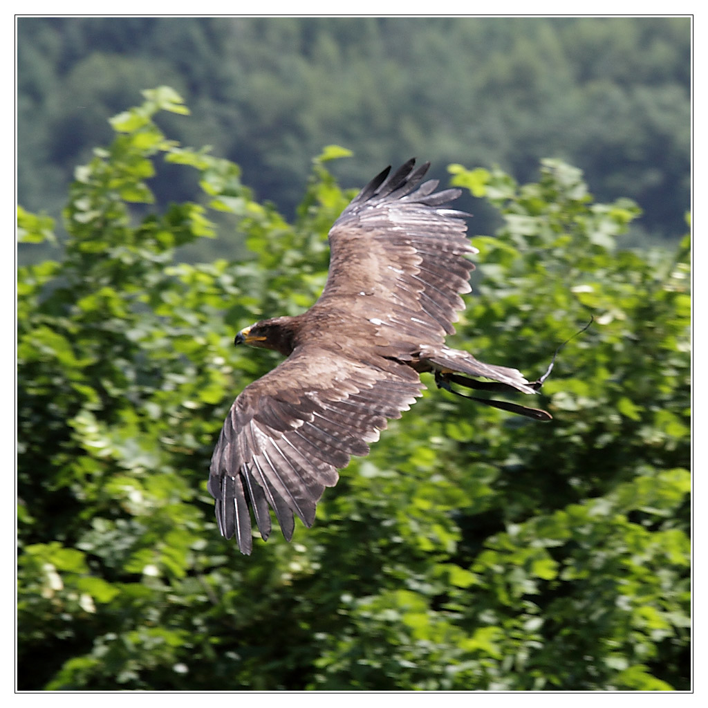oiseau04