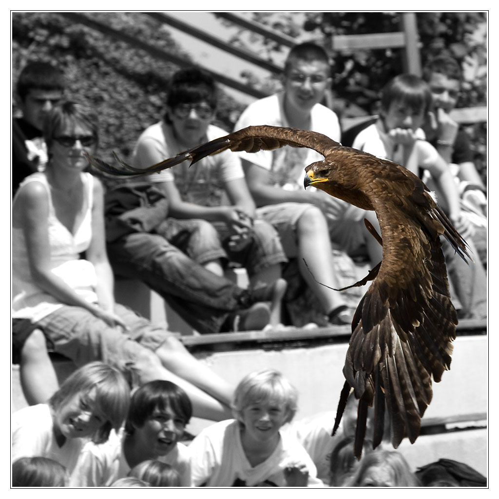oiseau05