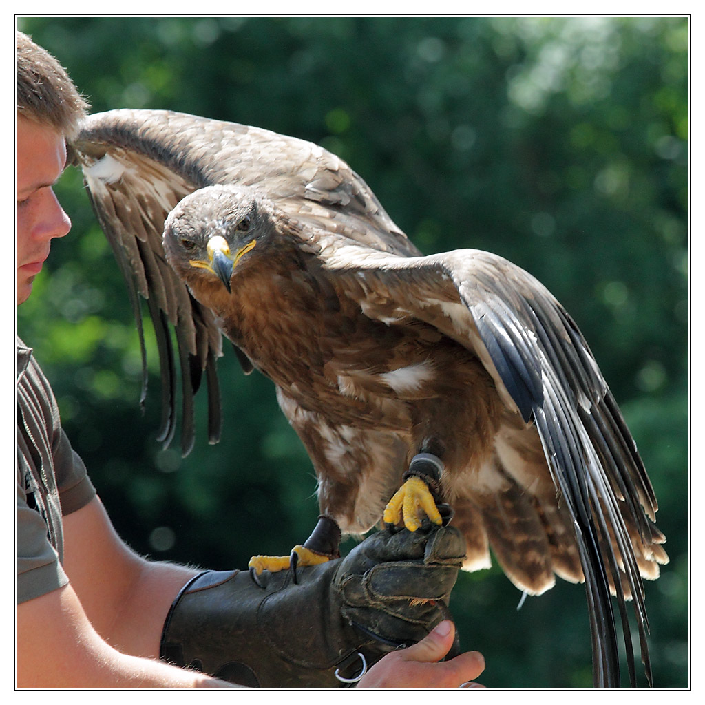 oiseau06