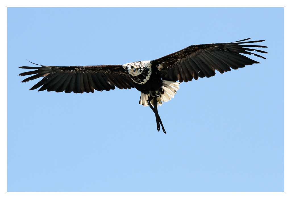 oiseau07