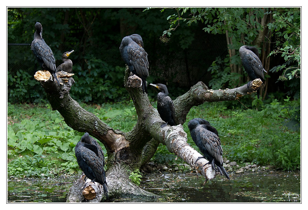 oiseau08