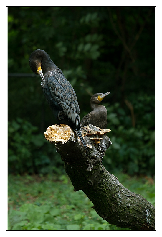 oiseau09
