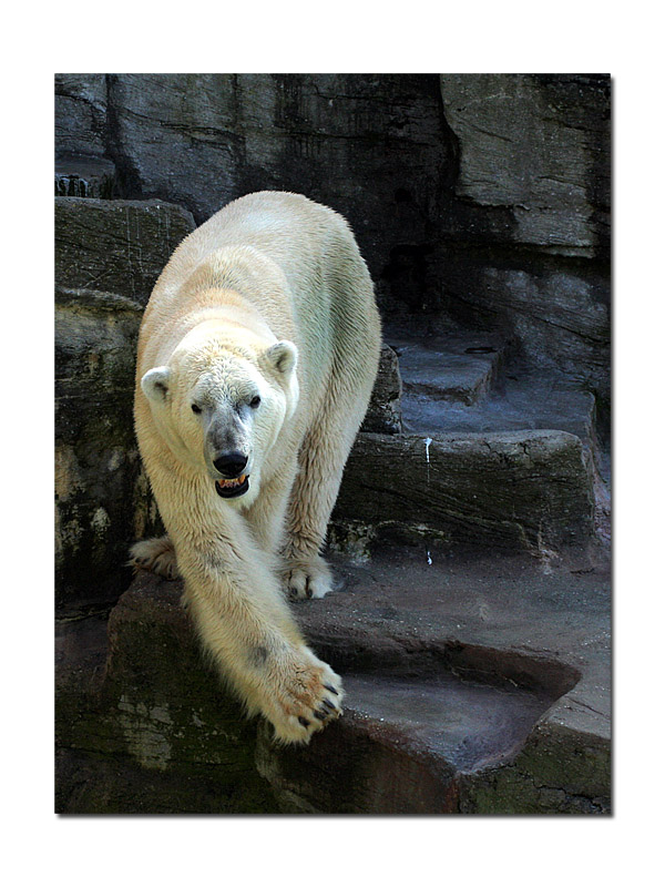 ours_polaire01