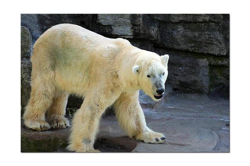 ours_polaire02