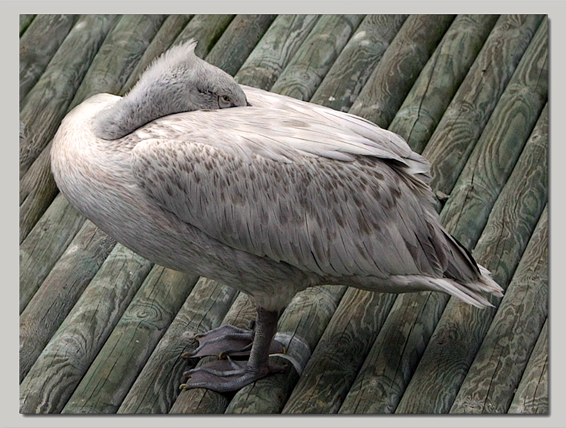 pelican03