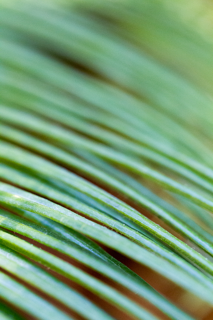 Botanischer Garten
