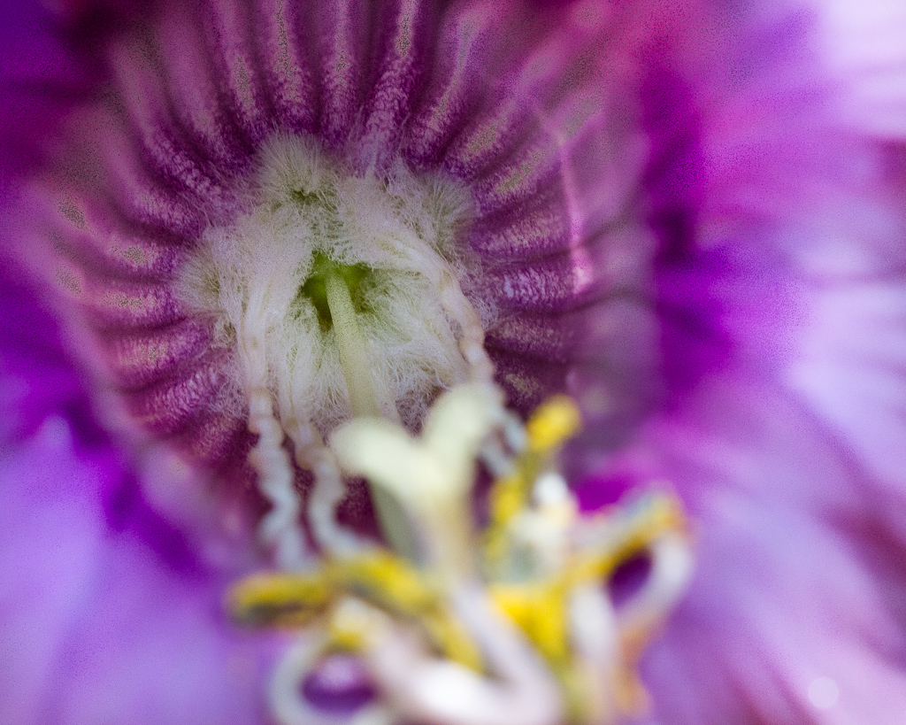 Botanischer Garten