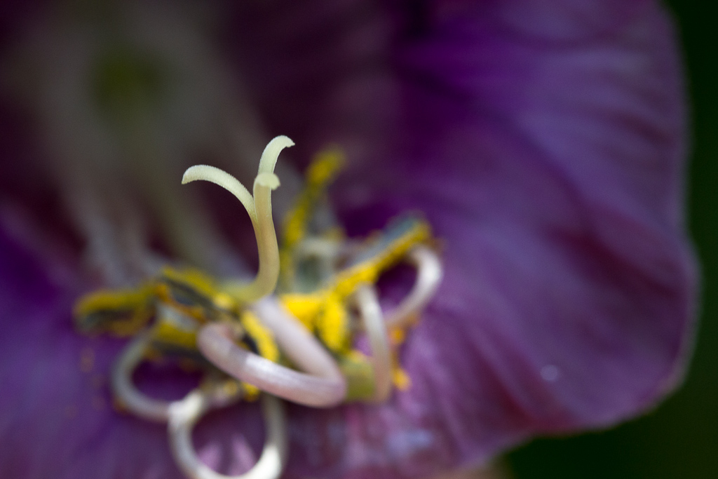 Botanischer Garten