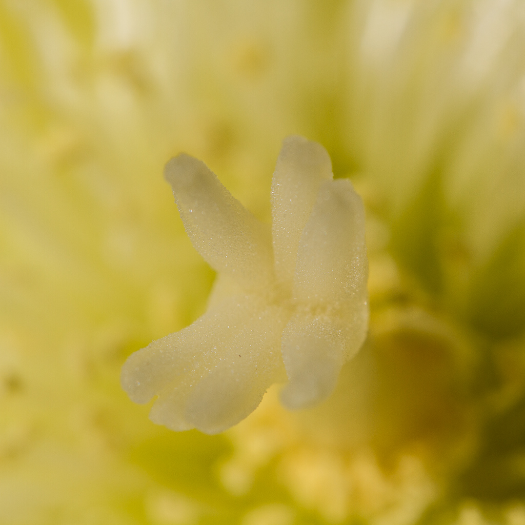 Botanischer Garten