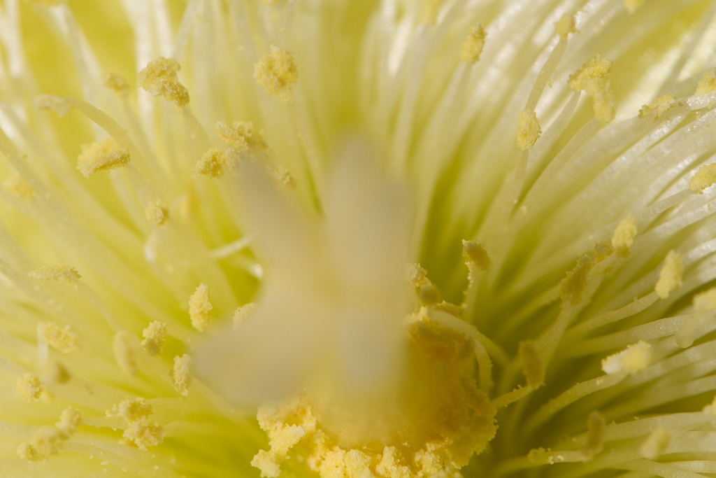 Botanischer Garten
