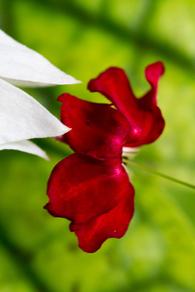 Botanischer Garten