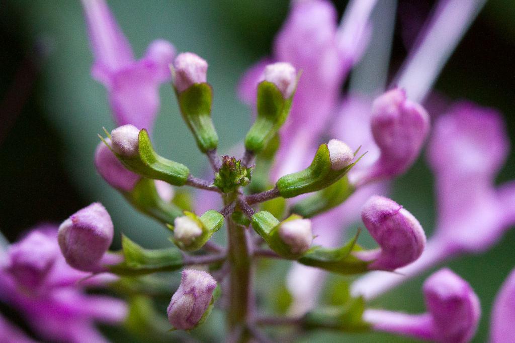 Botanischer Garten
