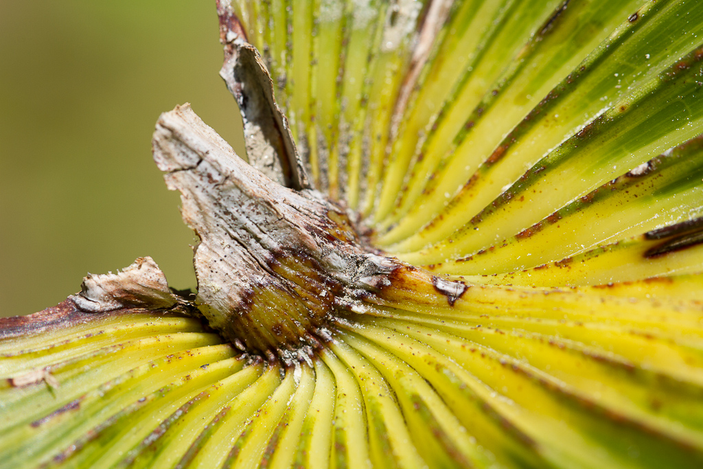 Botanischer Garten