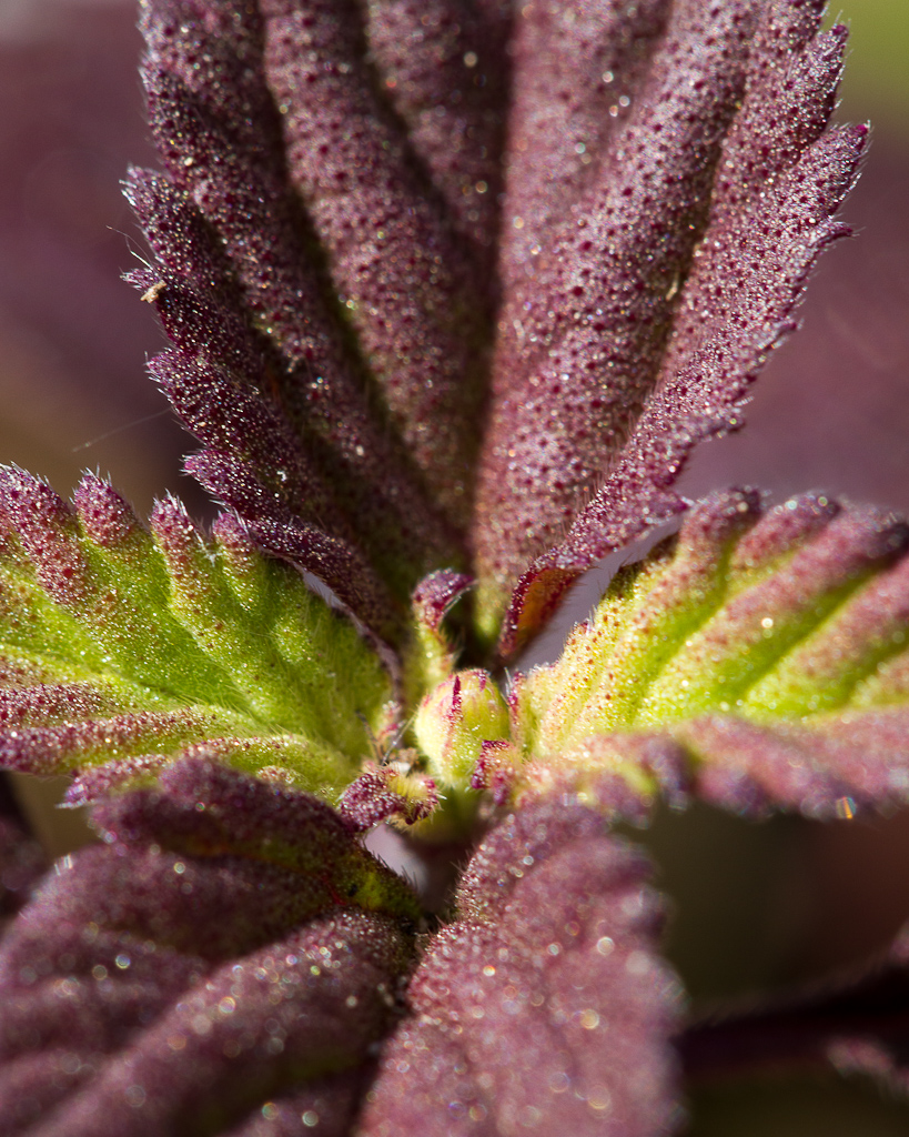 Botanischer Garten