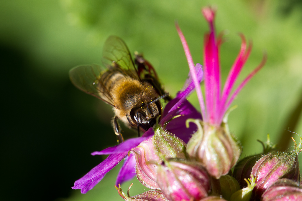 Botanischer Garten