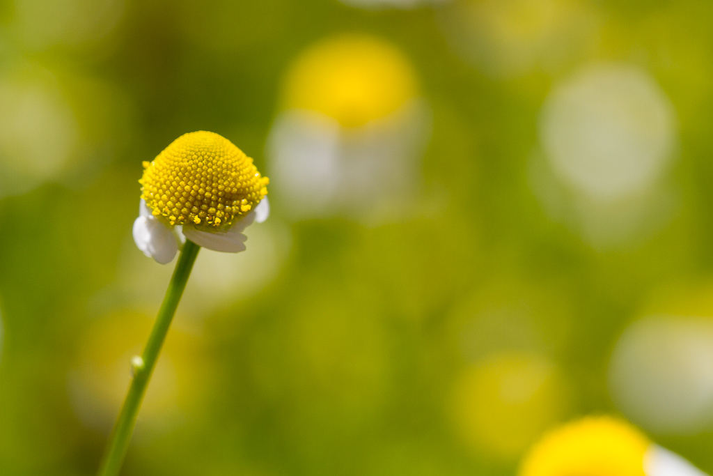 Botanischer Garten