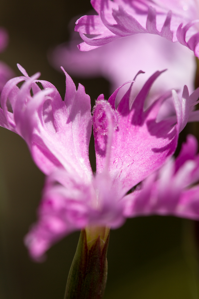 Botanischer Garten