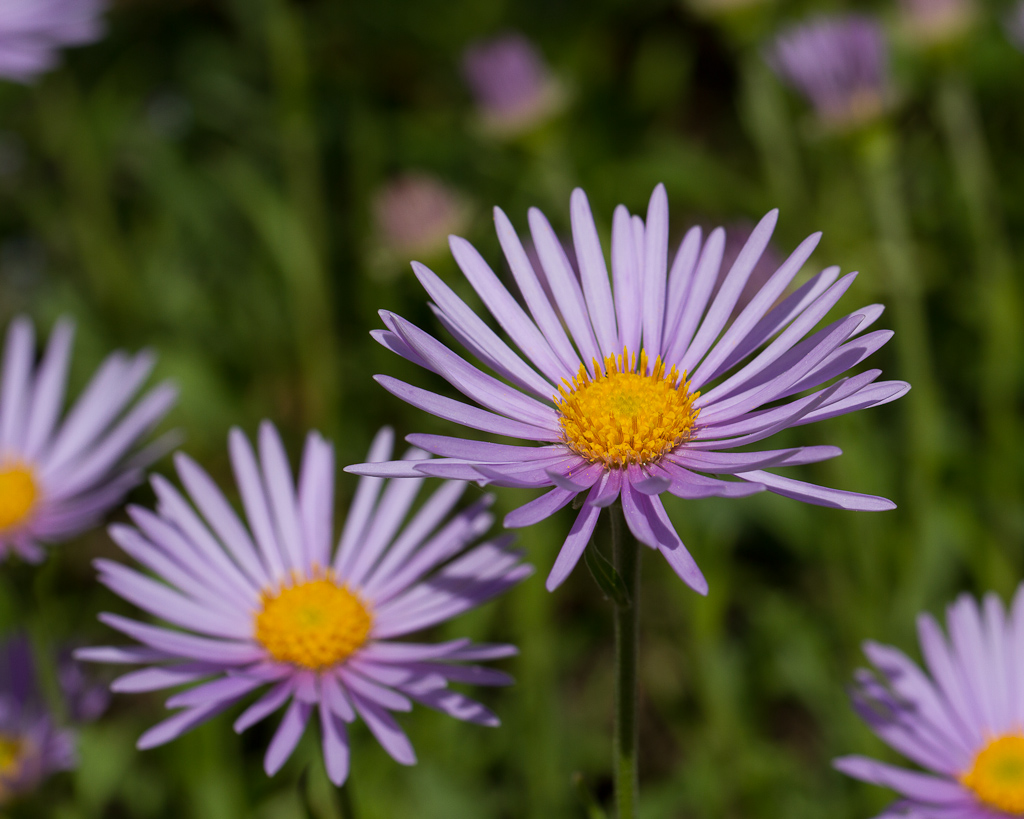 Botanischer Garten