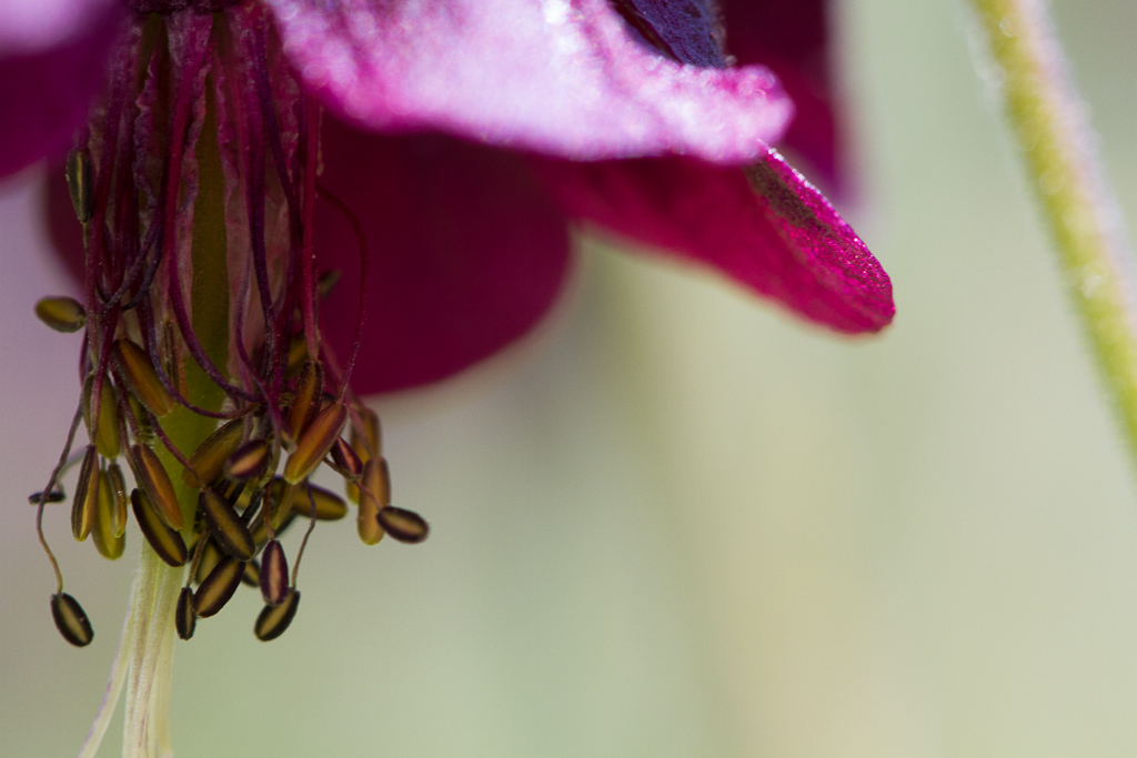 Botanischer Garten