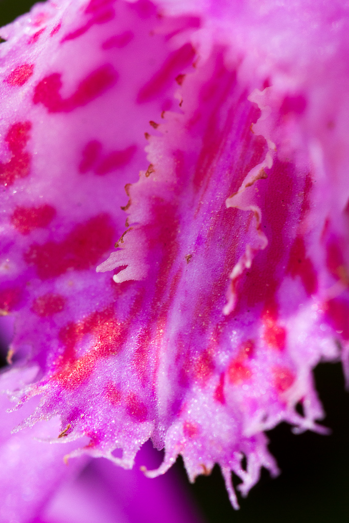 Botanischer Garten
