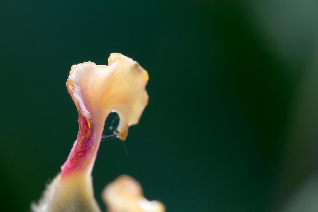 Botanischer Garten