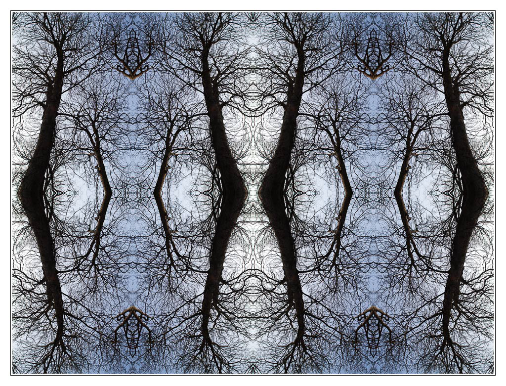 San Francisco - arbres01 